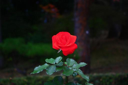 ばら3 冬,赤,薔薇の写真素材