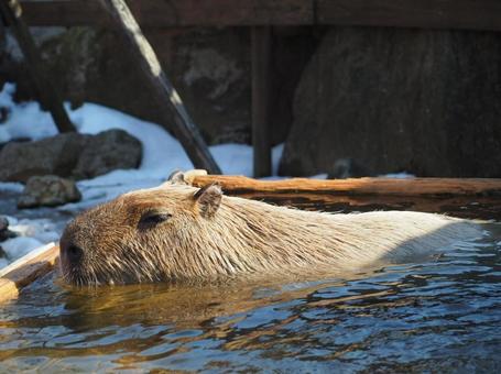 お風呂に入るカピバラ お風呂に入るカピバラの写真