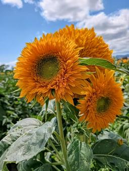 向日葵3 向日葵3 ひまわり,向日葵,花の写真素材