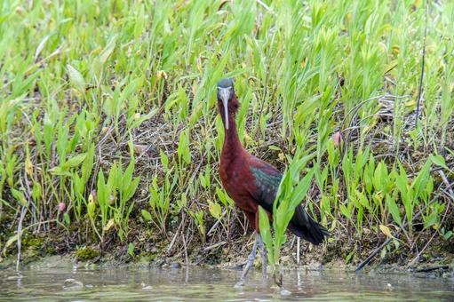 ブロンズトキ ブロンズトキ ブロンズトキ,鳥,野鳥の写真素材
