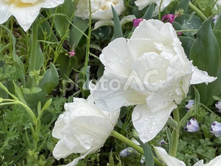 里山ガーデンフェスタ　ケシの花 花,背景素材,web素材の写真素材