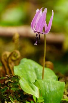 250515津南町見倉かたくりの花 新潟県,中魚沼郡,津南町の写真素材