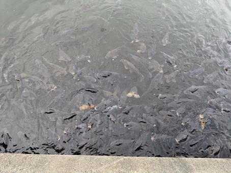 大量の鯉 大量の鯉の写真