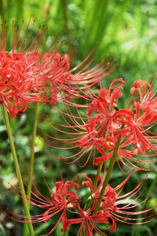Red spider lily, JPG Red spider lily, JPG