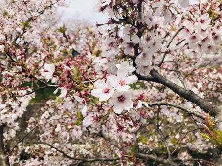 桜の季節 桜,花,植物の写真素材