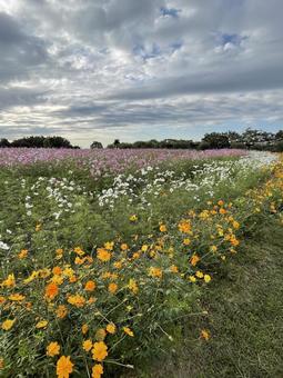 秋の花 空,華やか,アウトドアの写真素材