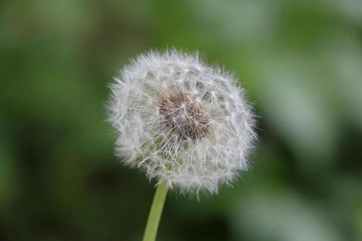 タンポポの綿毛 たんぽぽ,綿毛,タンポポの写真素材
