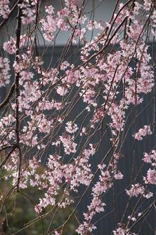 cherry blossoms, JPG cherry blossoms, JPG