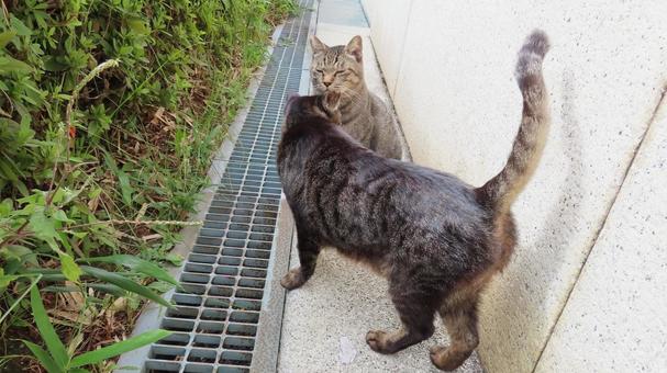 パトロールコースについて意見が異なる猫達 パトロールコースについて意見が異なる猫達の写真