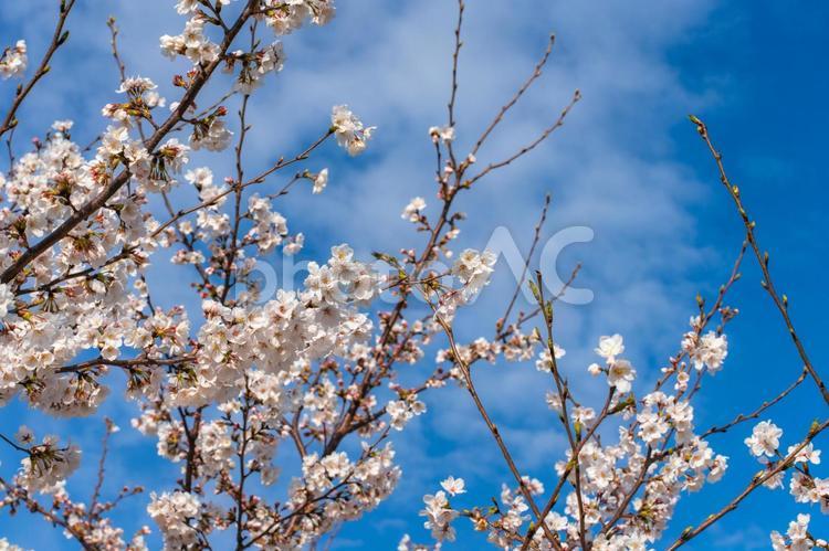 満開の桜と青空の春風景 桜,花見,春の写真素材