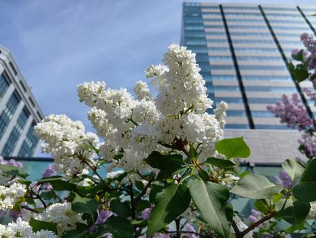 ライラック 北海道 札幌市 大通公園 ライラック 北海道 札幌市 大通公園 ライラック,リラ,モクセイ科の写真素材