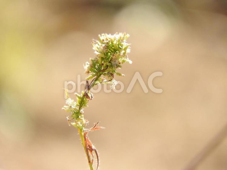秋の風景 草花,自然,風景の写真素材