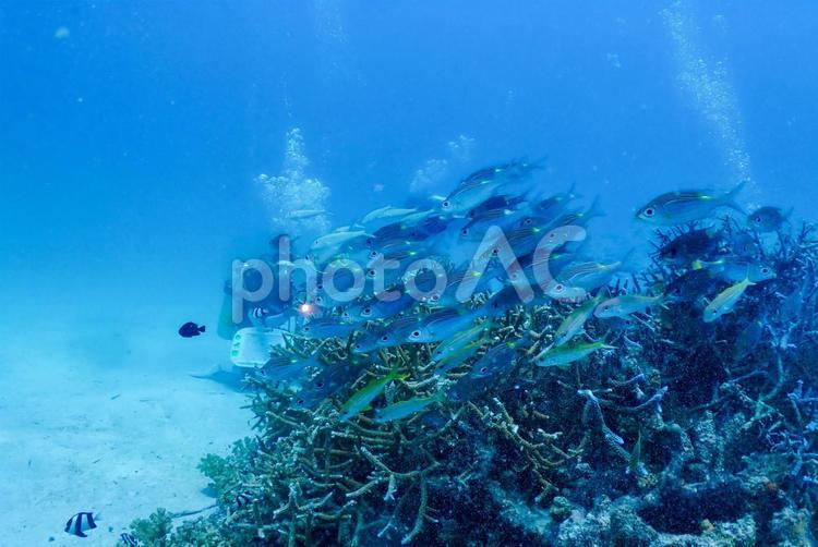 沖縄・西表島　ダイバーと珊瑚礁と魚の群 スキューバダイビング,ダイバー,沖縄の海の写真素材