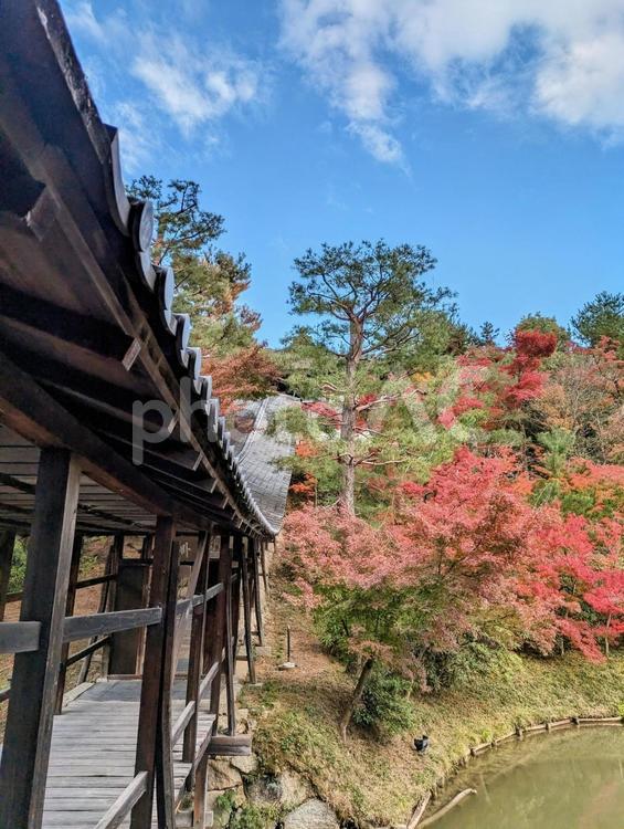 京都　高台寺の風景 京都,京都旅行,高台寺の写真素材