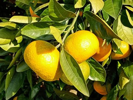 みかん みかん,ミカン,蜜柑の写真素材