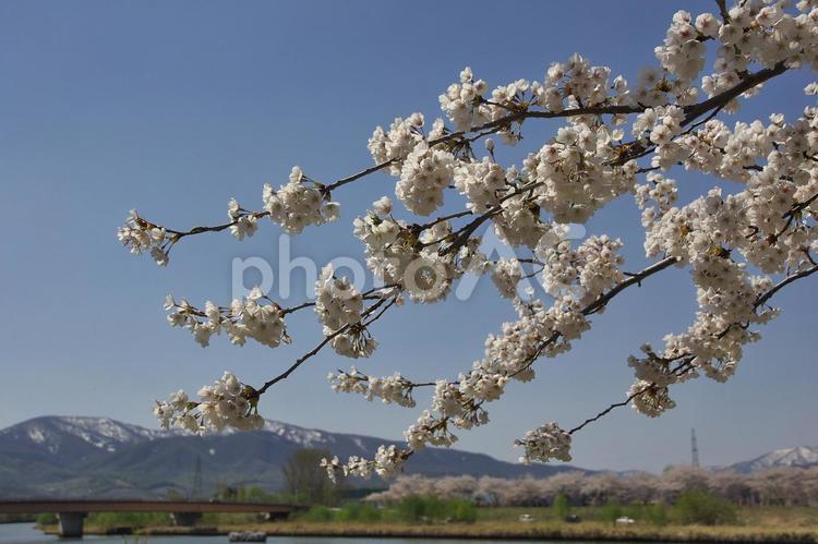 余市川桜並木満開 桜並木,さくら,ソメイヨシノの写真素材