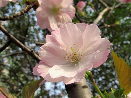 八重桜 八重桜,さくら,花の写真素材