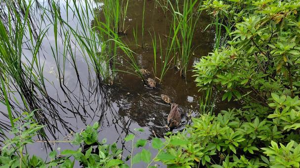 Photo, cargamo, bird, duck family, 