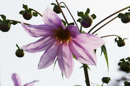 コウテイダリア・皇帝ダリアのマクロ写真 コウテイダリア,壁紙,自然の写真素材