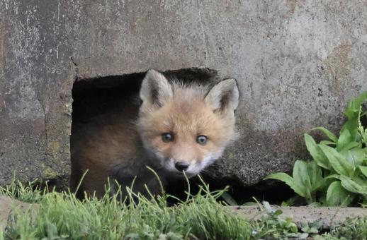 キタキツネ キタキツネ きつね,こぎつね,北海道の写真素材