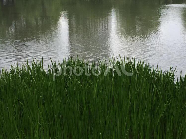大きな池の周りにある緑 池,水草,公園の写真素材