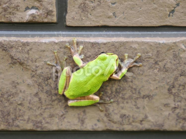 壁にはり付くカエル カエル,蛙,アマガエルの写真素材