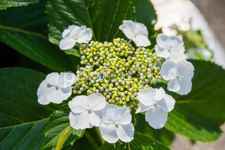 アジサイの花のクローズアップ あじさい,アジサイ,紫陽花の写真素材