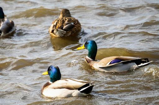 マガモ(24) 鳥,マガモ,カモの写真素材
