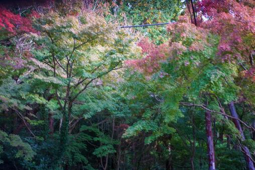 動感ある秋の木々 紅葉,秋,木々の写真素材