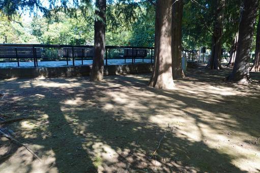 木漏れ日 木漏れ日 木漏れ日,木,林の写真素材