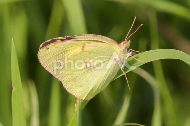 草の上にとまるモンキチョウ モンキチョウ,蝶,butterflyの写真素材