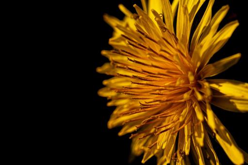 Dandelion on a black background, JPG Dandelion on a black background, JPG