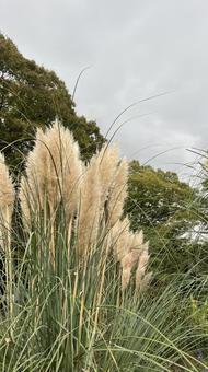 秋の公園の写真