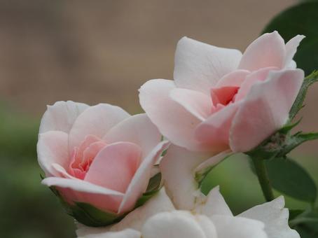 バラ園にて綺麗な薔薇を撮影しました バラ園にて綺麗な薔薇を撮影しました 花,薔薇,自然の写真素材