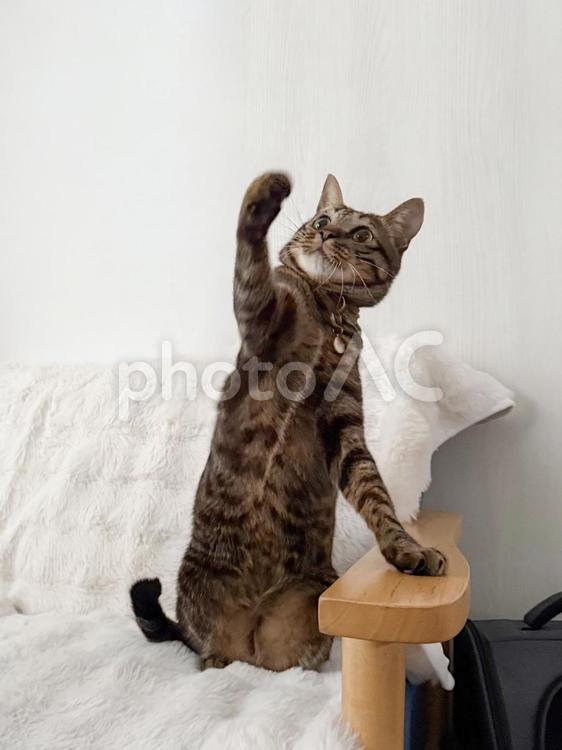 手がおもちゃに届かない立ったキジ猫 猫,ねこ,ネコの写真素材