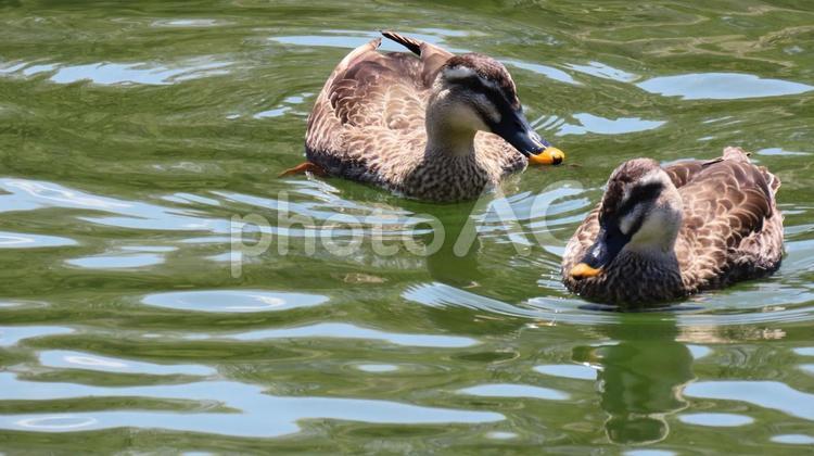 池を泳ぐカルガモ カルガモ,水辺,水鳥の写真素材