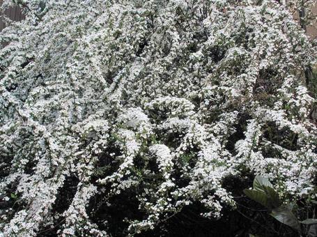 ユキヤナギ・雪柳 ユキヤナギ・雪柳の写真