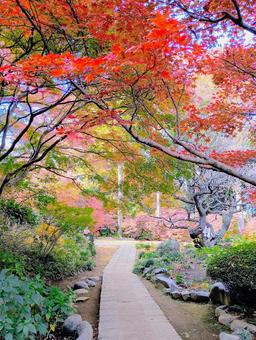 紅葉の観音寺境内　千葉県柏市 紅葉,錦,観音時の写真素材