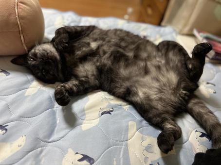 ヘソ天ヴェルちゃん ヘソ天ヴェルちゃんの写真