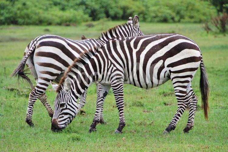 マサイマラ国立公園のシマウマ（ケニア） シマウマ,ケニア,マサイマラの写真素材