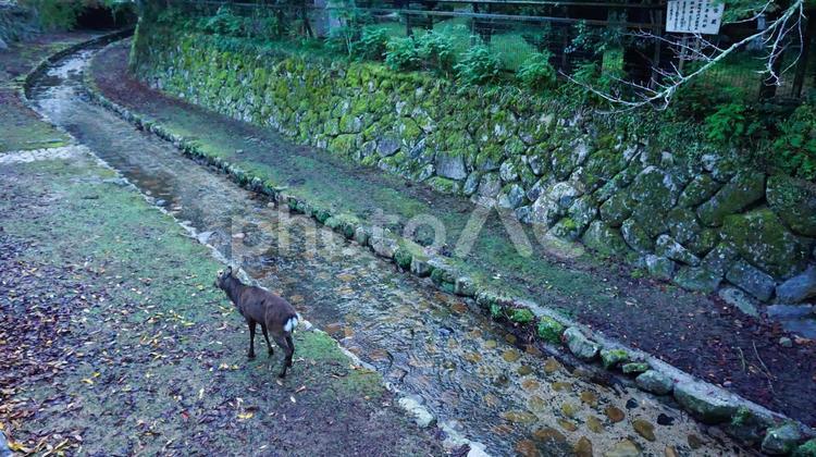 広島県、宮島の風景 宮島,瀬戸内海,広島の写真素材