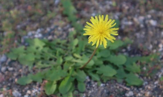 ダンデライオンの写真