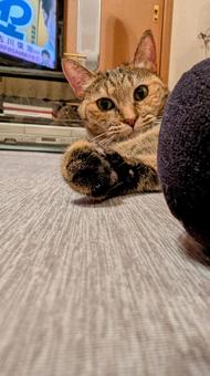 Playing with cats, JPG Playing with cats, JPG