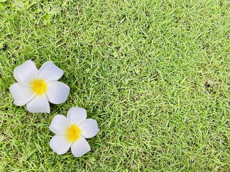 プルメリアとグリーンの写真