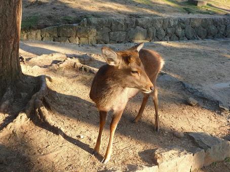 午後の日差しの中の鹿2 鹿,動物,哺乳類の写真素材