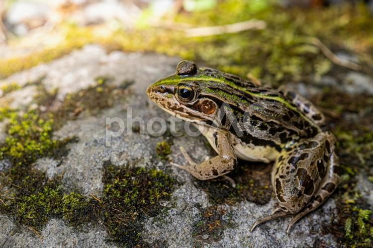 日陰で休むトノサマガエル トノサマガエル,殿様蛙,カエルの写真素材