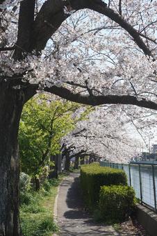 桜 桜の写真