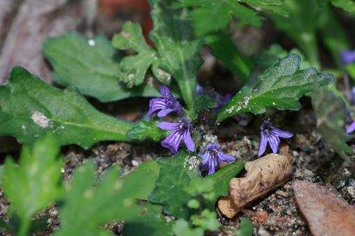 キランソウ キランソウ,花,花びらの写真素材