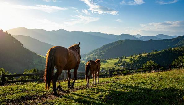 牧場を歩く馬の親子 牧場を歩く馬の親子の写真