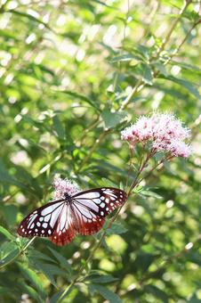 アサギマダラ アサギマダラ,蝶,蝶々の写真素材